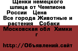 Щенки немецкого шпица от Чемпиона России › Цена ­ 50 000 - Все города Животные и растения » Собаки   . Московская обл.,Химки г.